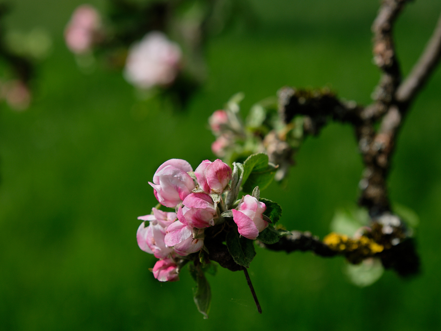 Apfelblüte