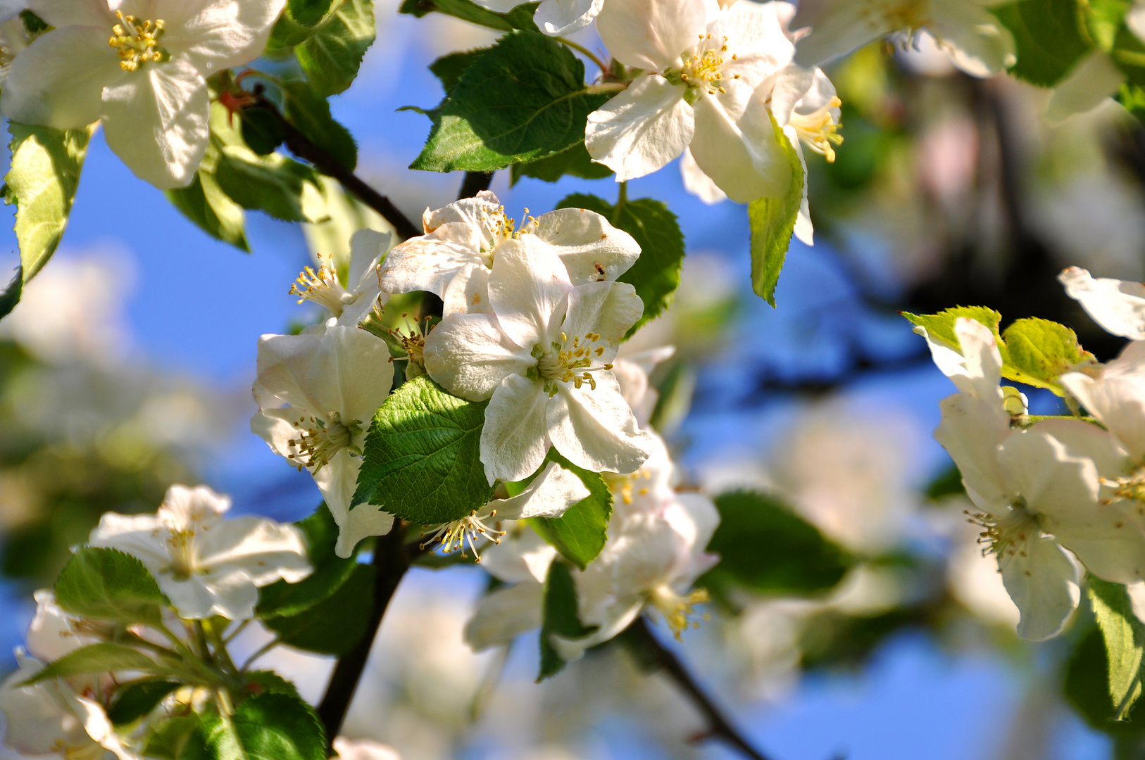 Apfelblüte