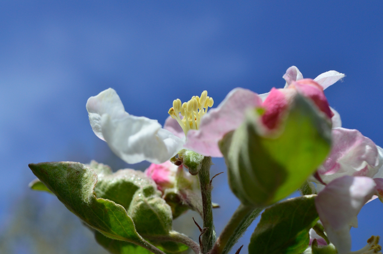 Apfelblüte