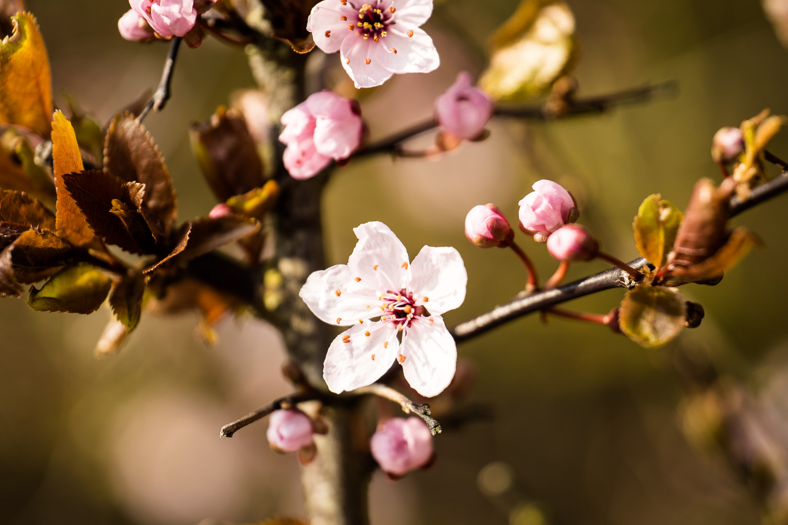 Apfelblüte Altes Land