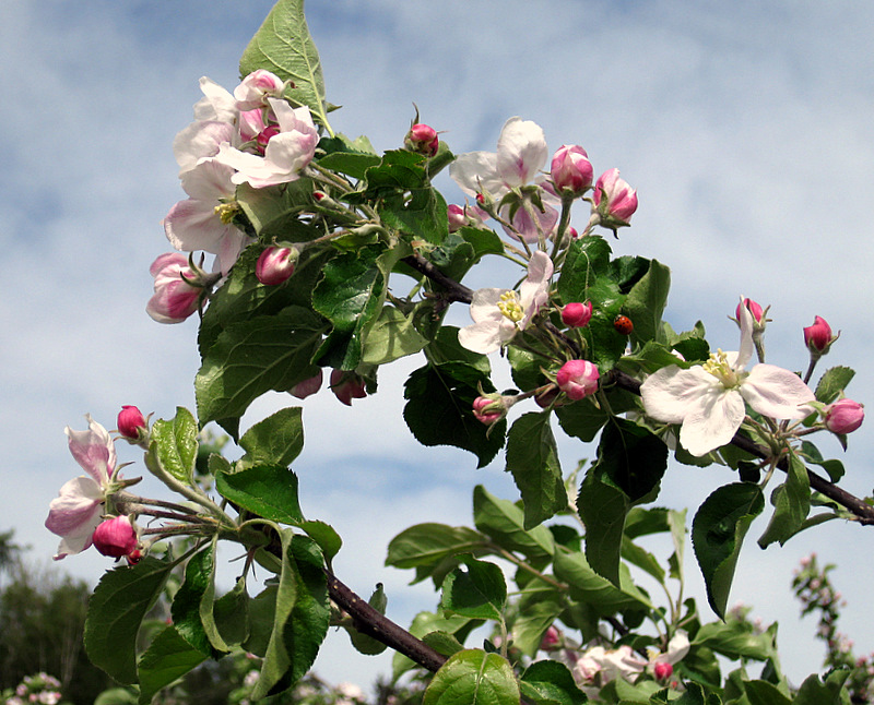 Apfelblüte am Bodensee