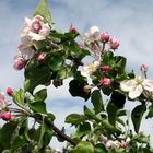 Apfelblüte am Bodensee