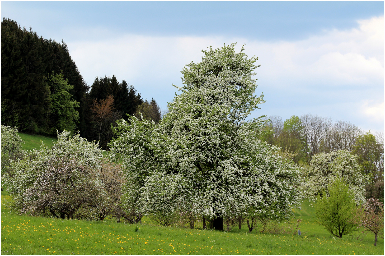 Apfelblüte am Boßler...