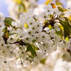 Apfelblüte am Gehrdener Berg