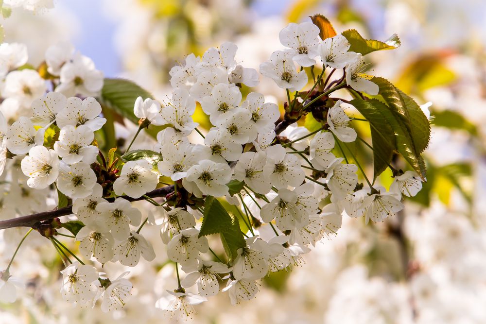 Apfelblüte am Gehrdener Berg