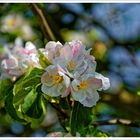 Apfelblüte am Haarstrang