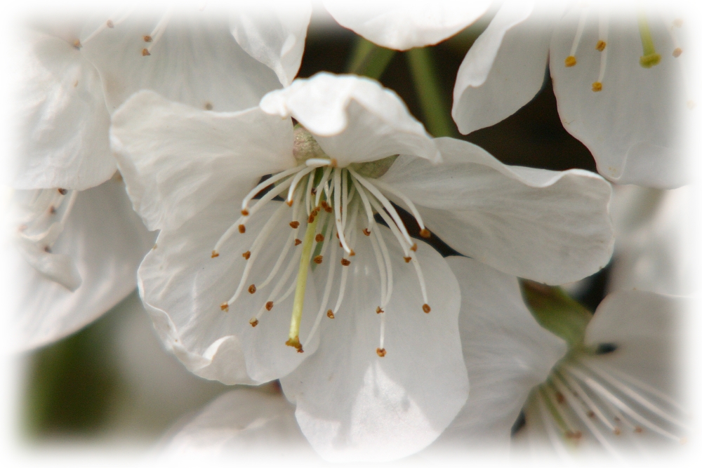 Apfelblüte am Hochrrhein