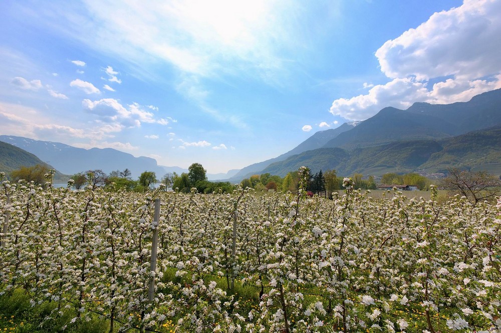 Apfelblüte am Kalterer See