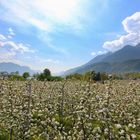 Apfelblüte am Kalterer See