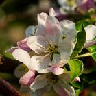 Apfelblüte am Morgen