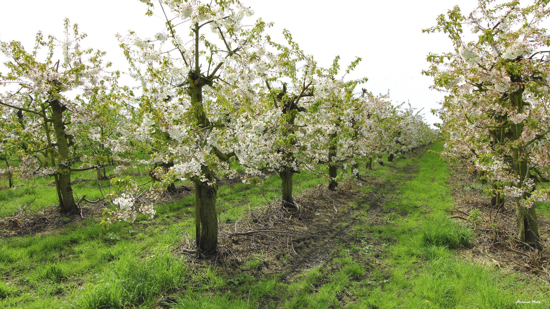 Apfelblüte am Niederrhein 