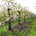 Apfelblüte am Niederrhein 