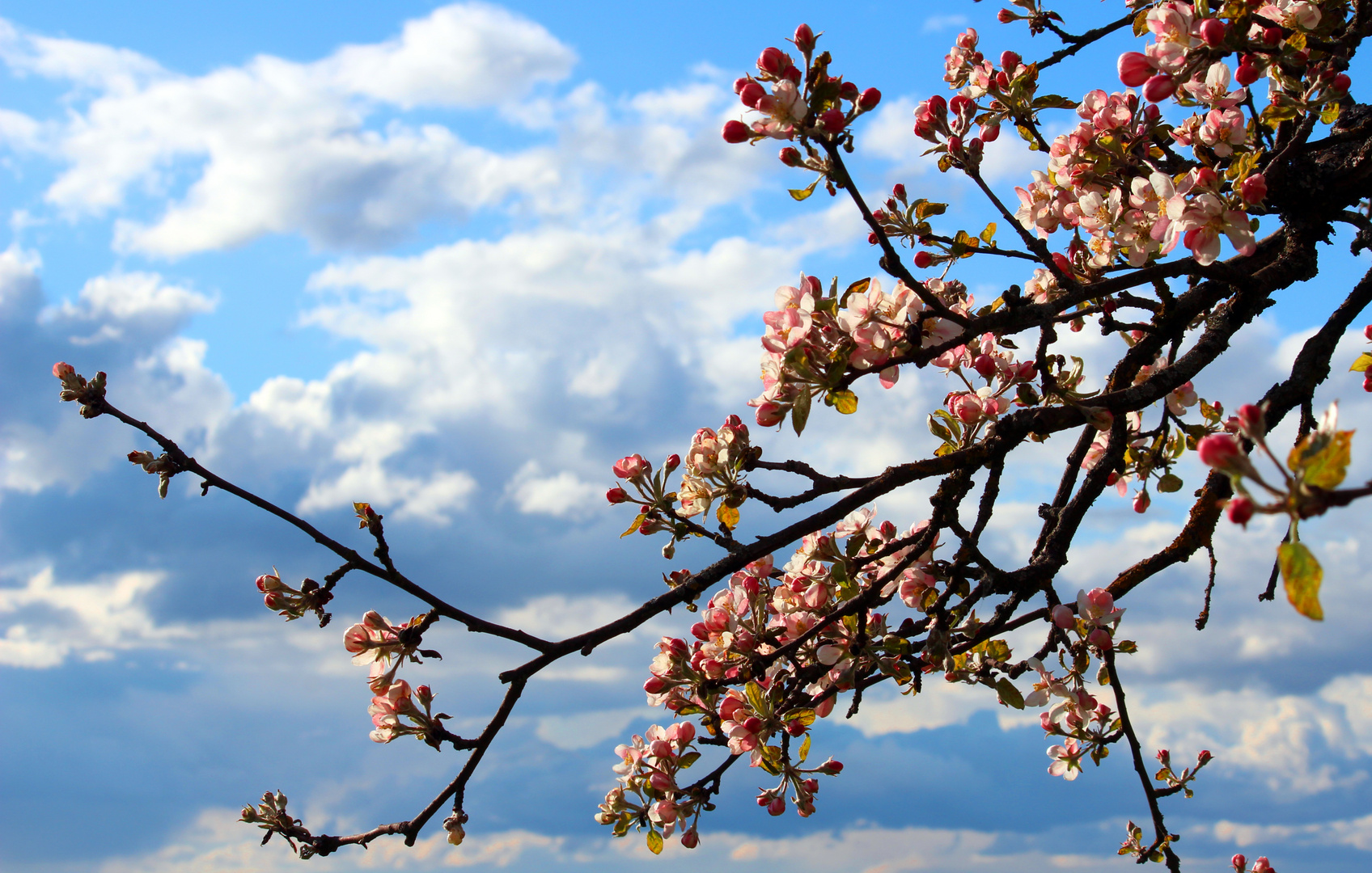 Apfelblüte am Oberrhein