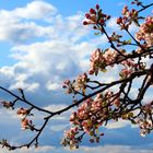 Apfelblüte am Oberrhein