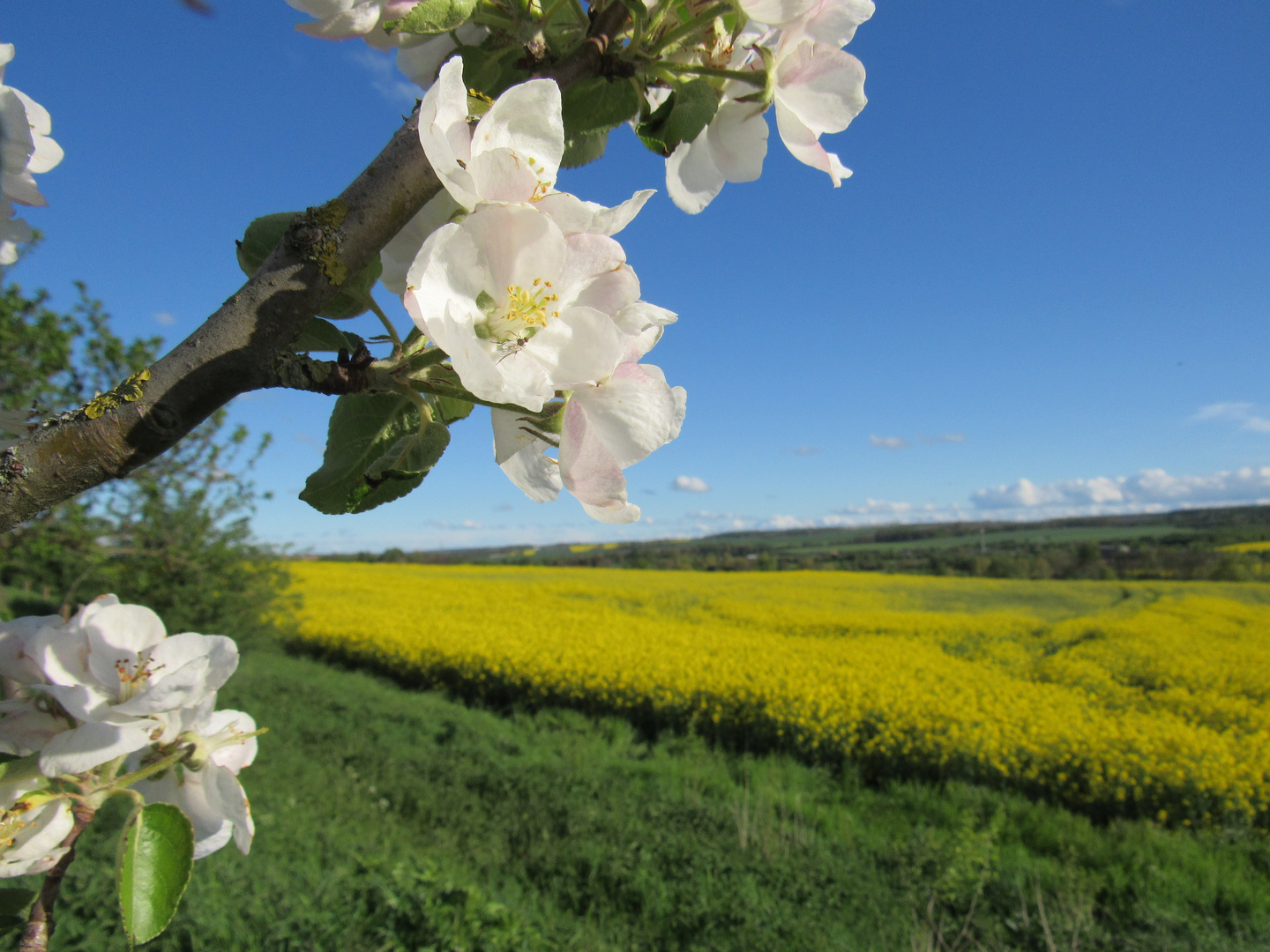 Apfelblüte am Rapsfeld