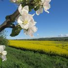 Apfelblüte am Rapsfeld