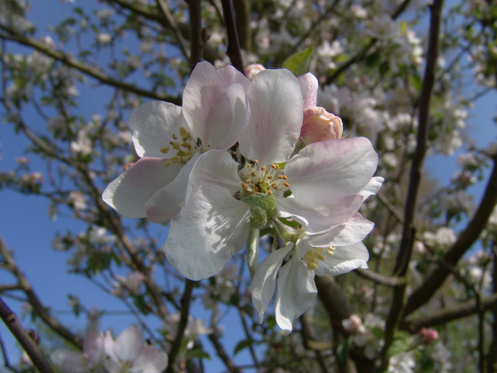 apfelblüte am rhein