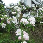 Apfelblüte am Sognefjord