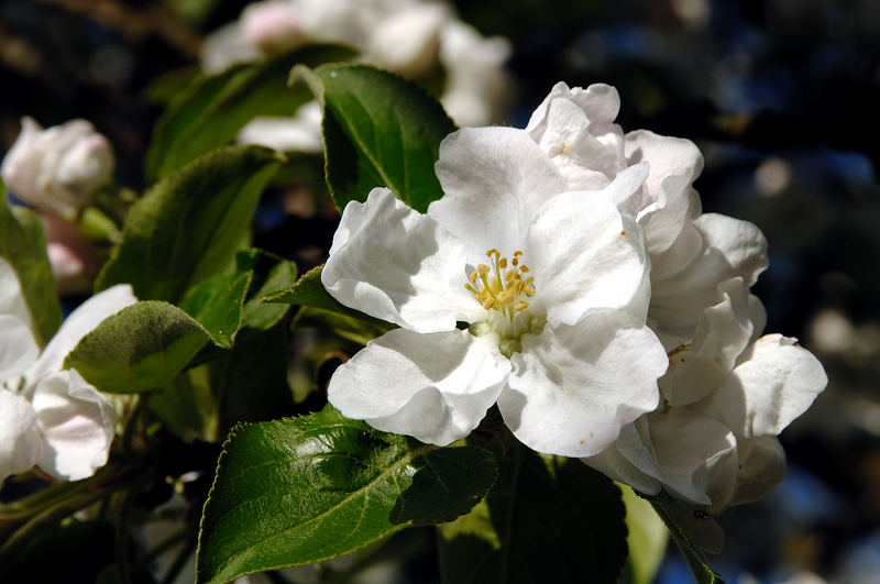 Apfelblüte am späten Nachmittag