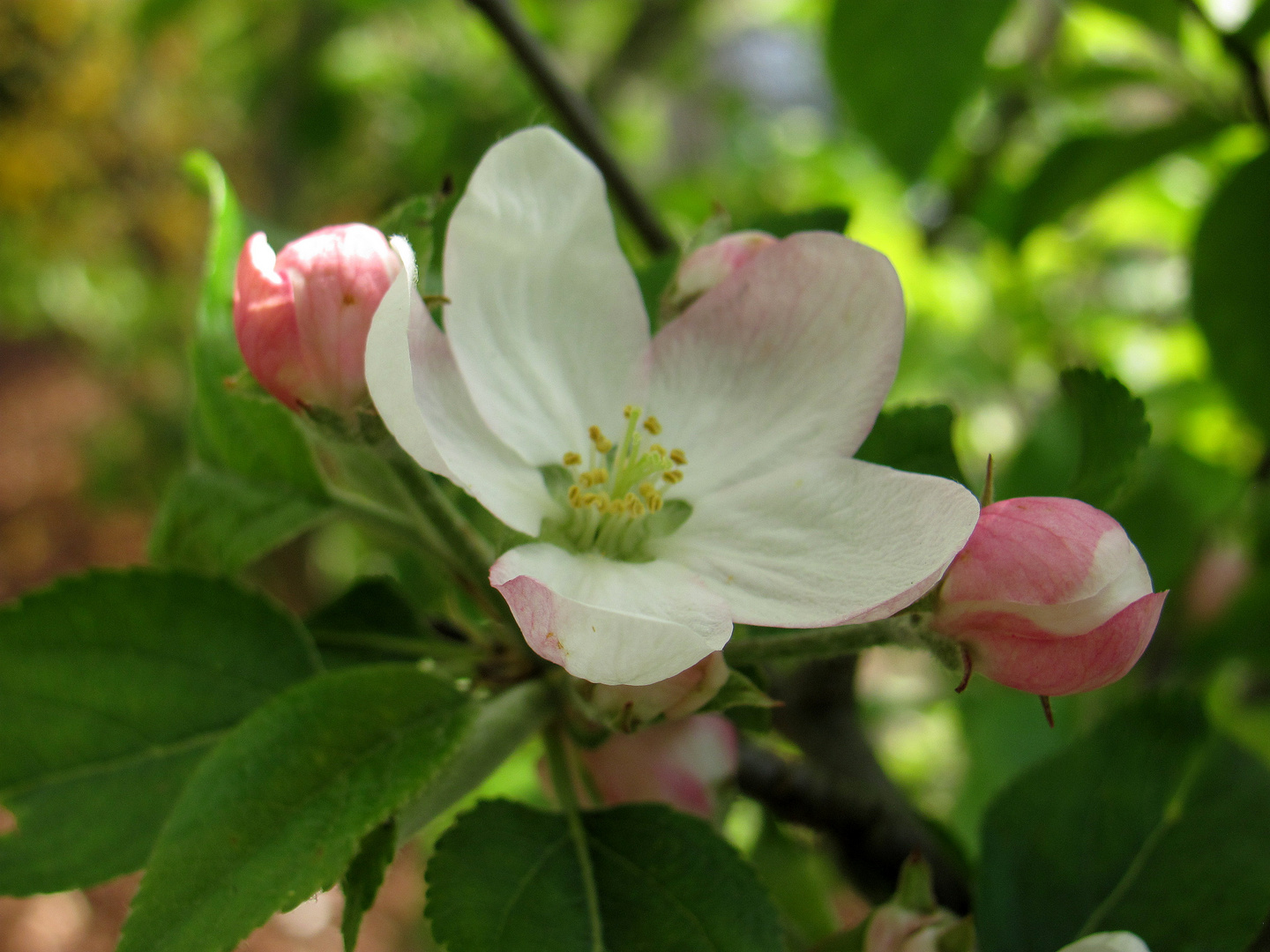 Apfelblüte an Ostern