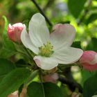 Apfelblüte an Ostern