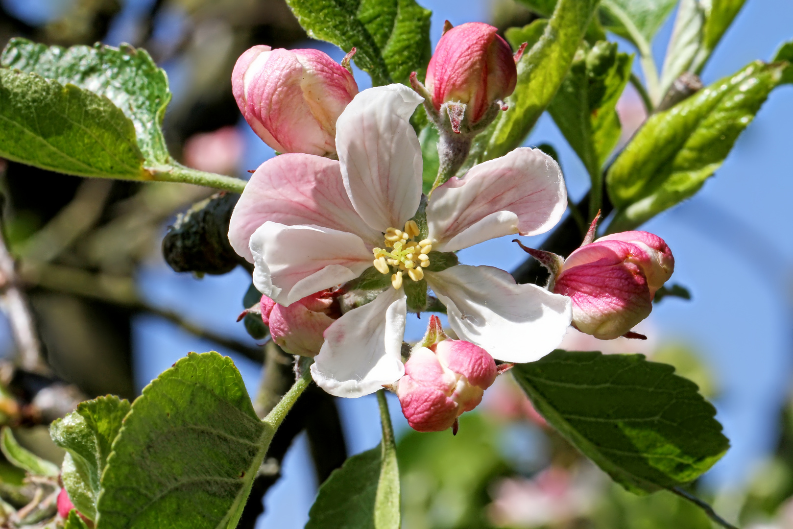 Apfelblüte  -  Apples blossom