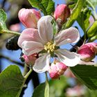 Apfelblüte  -  Apples blossom