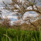 Apfelblüte auf dem Natursteig Sieg