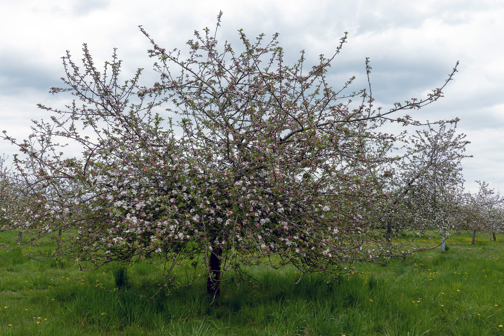 Apfelblüte auf einer Streuobstwiese