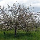 Apfelblüte auf einer Streuobstwiese