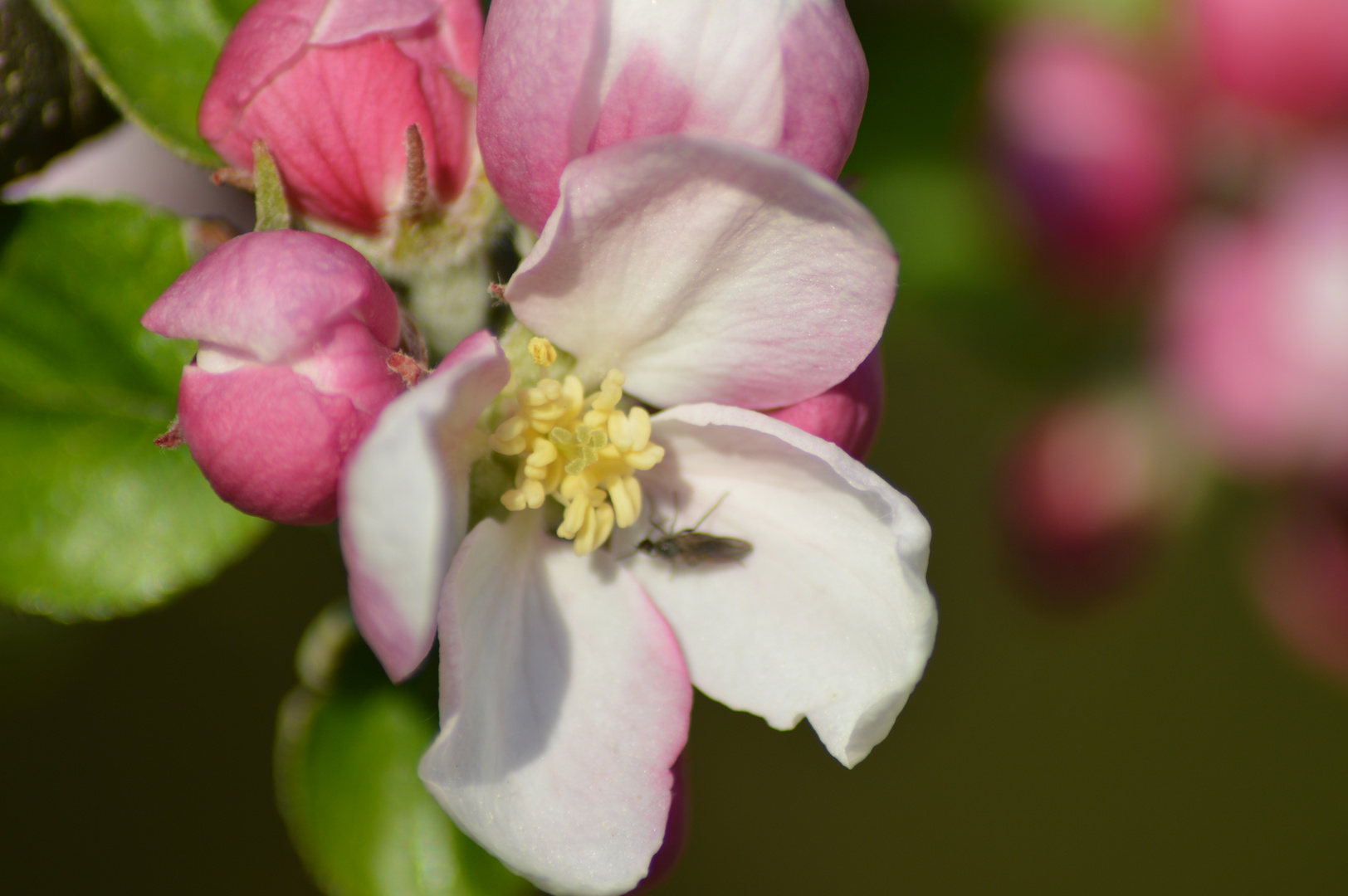 Apfelblüte