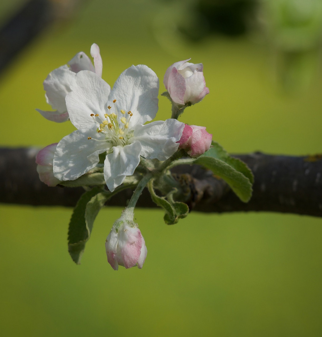 Apfelblüte