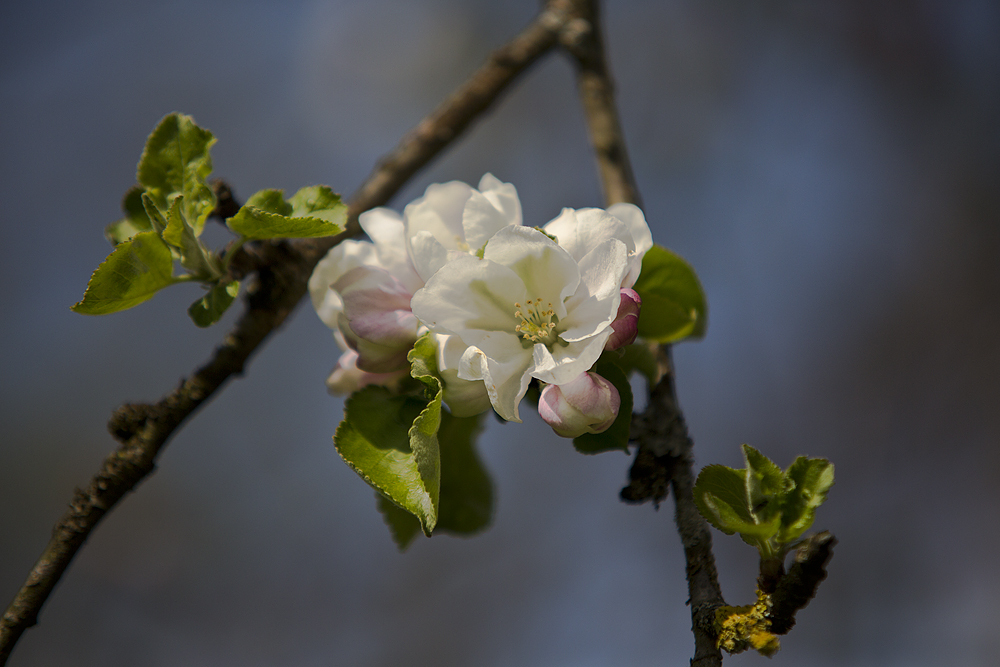 Apfelblüte