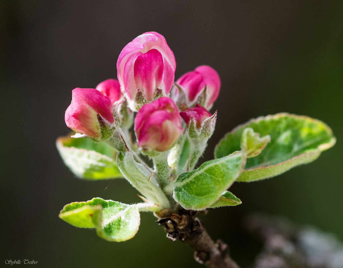 Apfelblüte