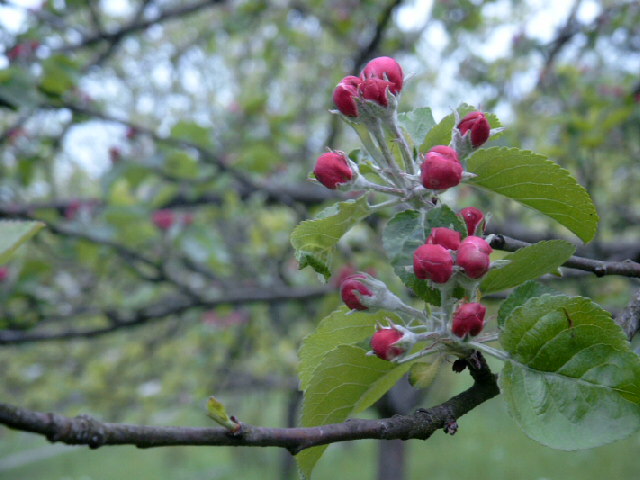 Apfelblüte