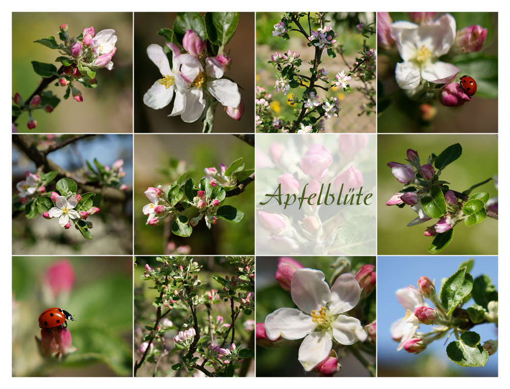 ° Apfelblüte °