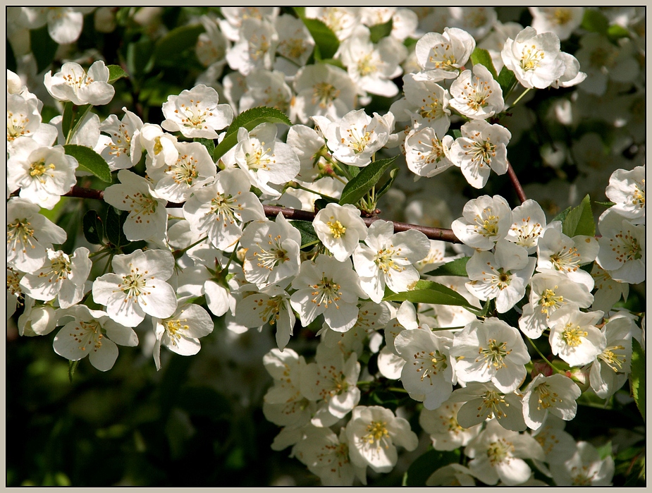 Apfelblüte