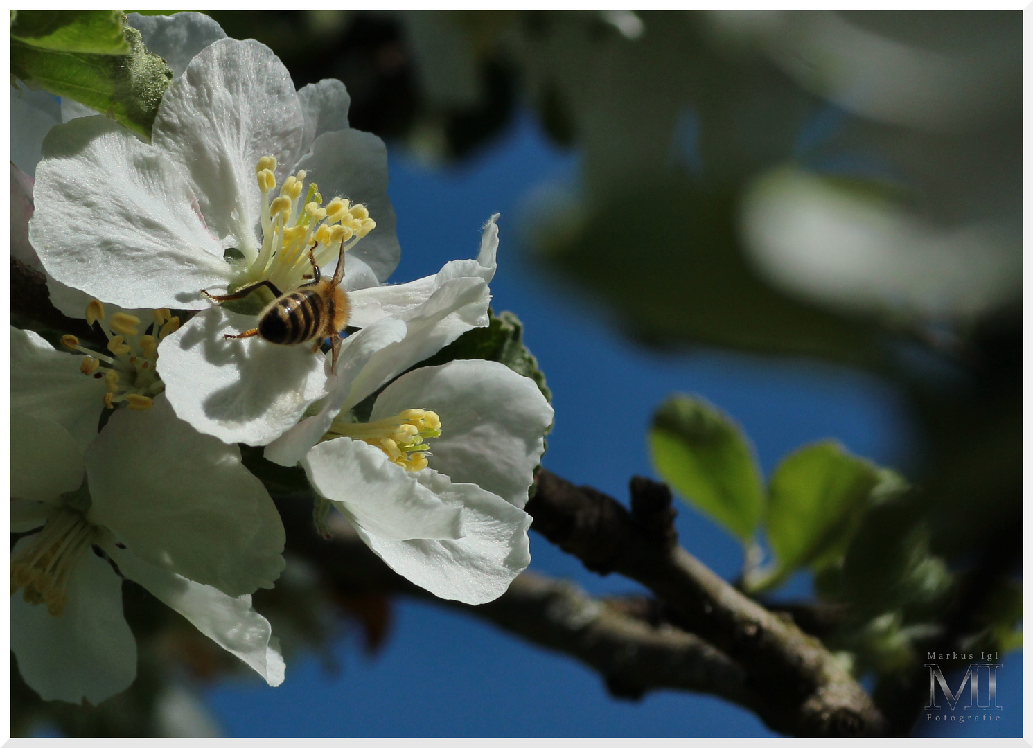 Apfelblüte