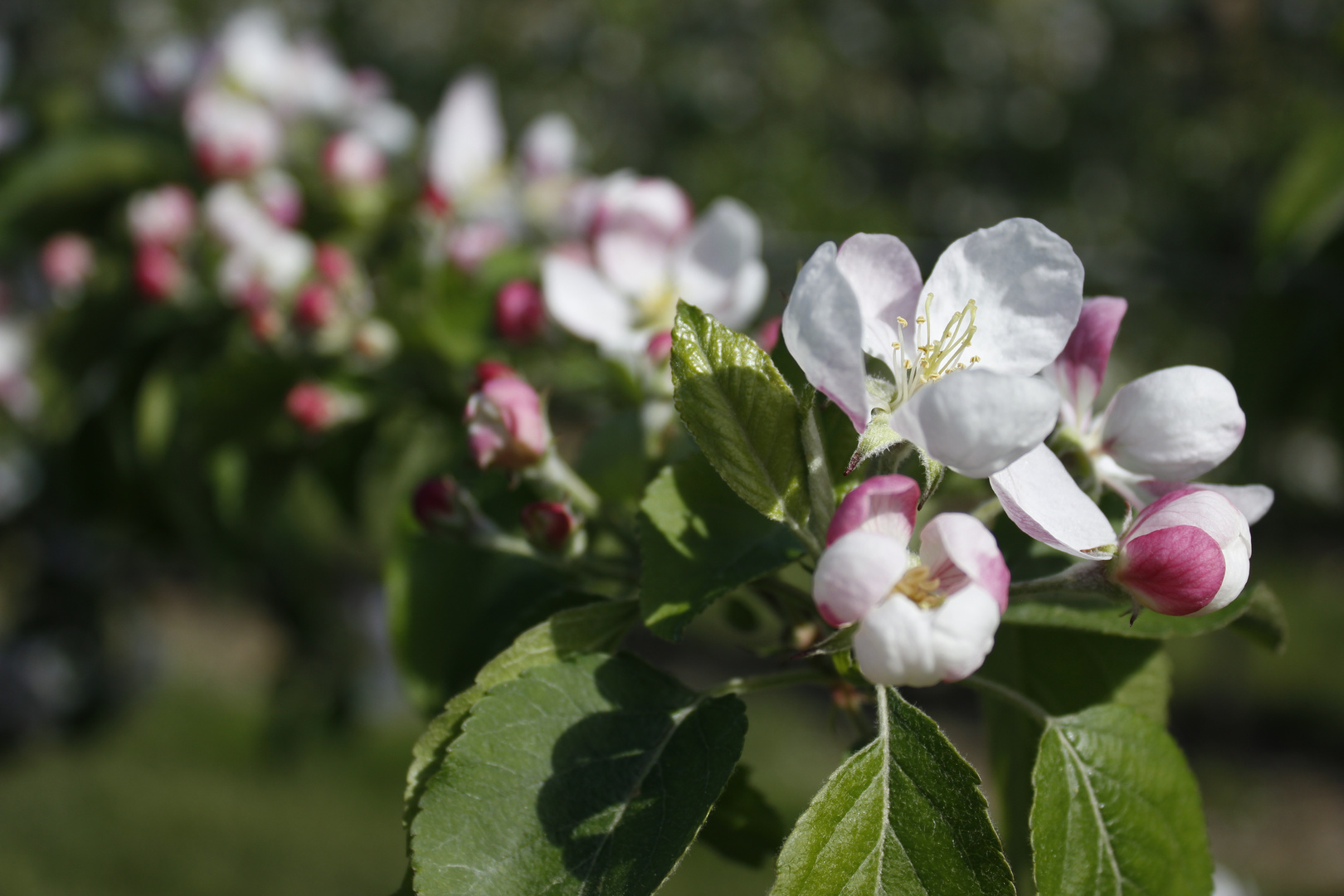 Apfelblüte