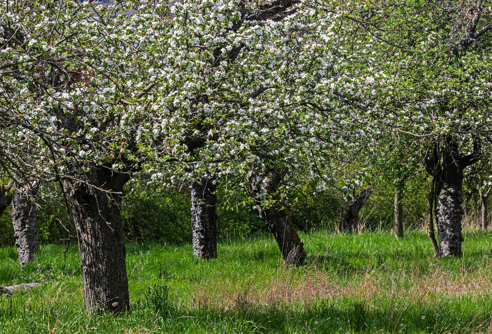 Apfelblüte