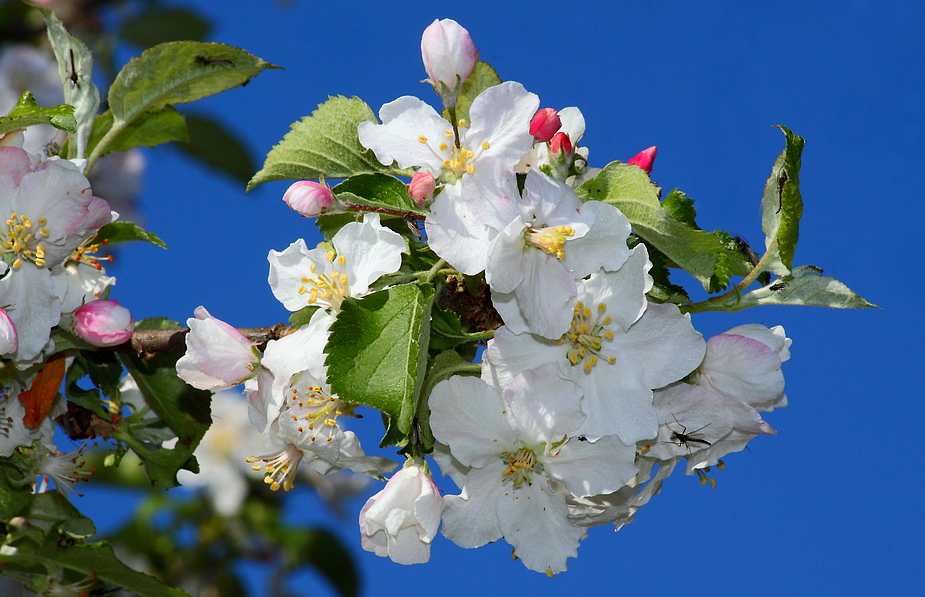 Apfelblüte - bald kommt sie wieder