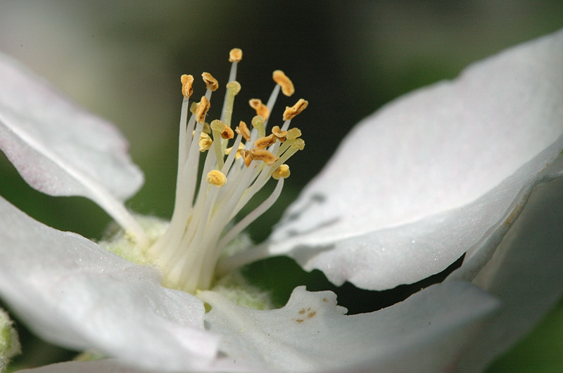 Apfelblüte