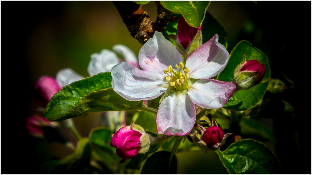 Apfelblüte