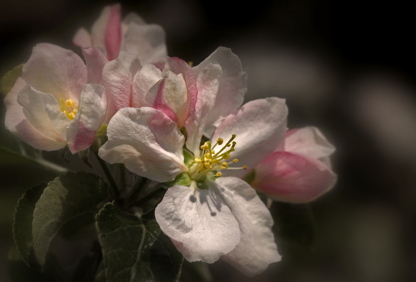 Apfelblüte Foto & Bild | nah- & makro, jahreszeiten, frühling Bilder ...