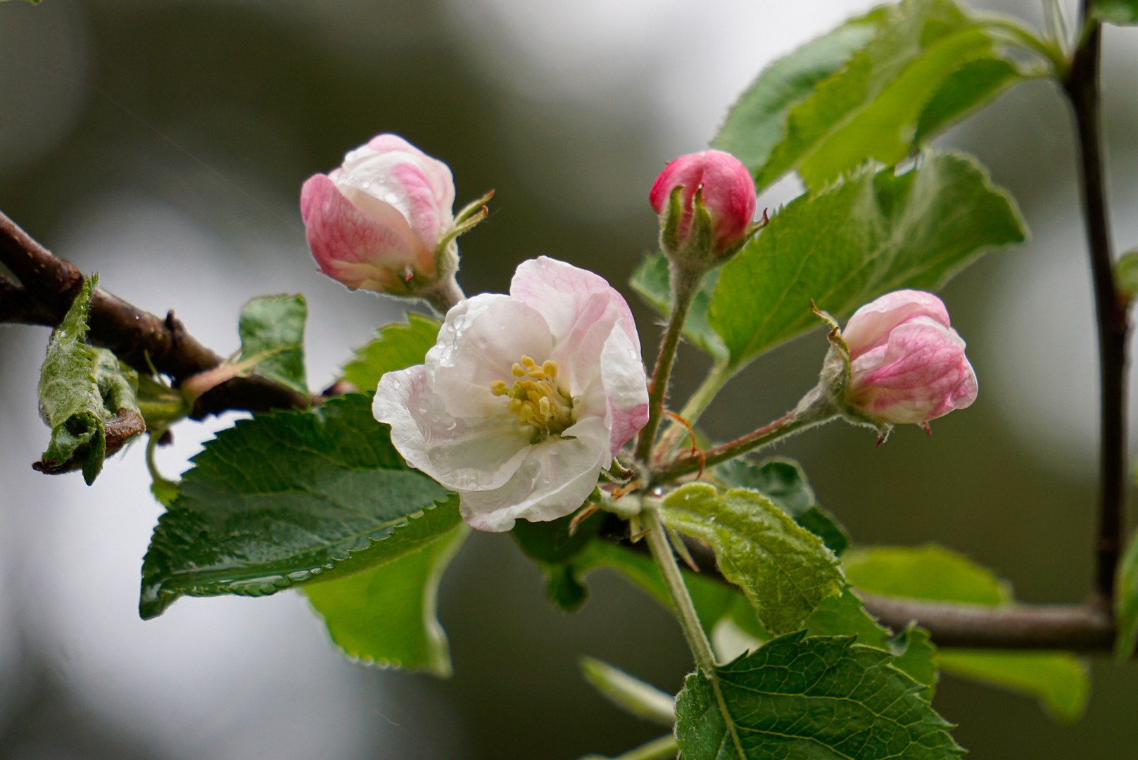 Apfelblüte