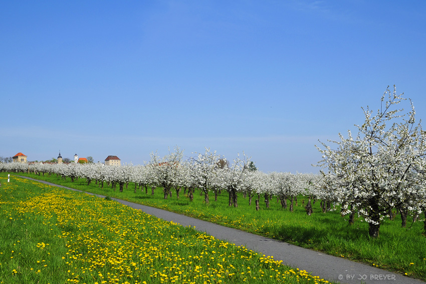 Apfelblüte