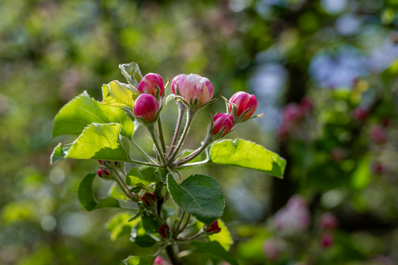 Apfelblüte