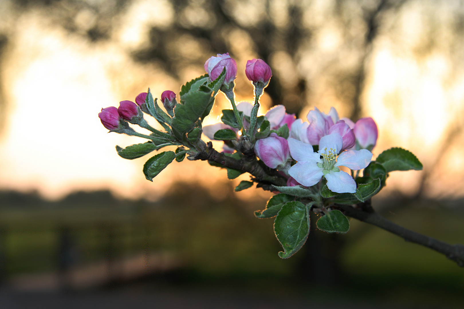 Apfelblüte bei Abenddämmerung