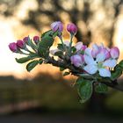 Apfelblüte bei Abenddämmerung