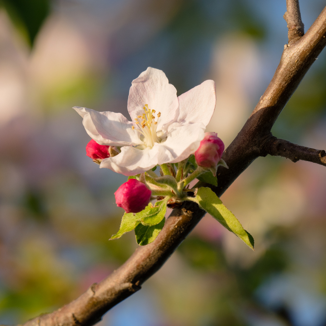 Apfelblüte bei Bensheim 10 2020